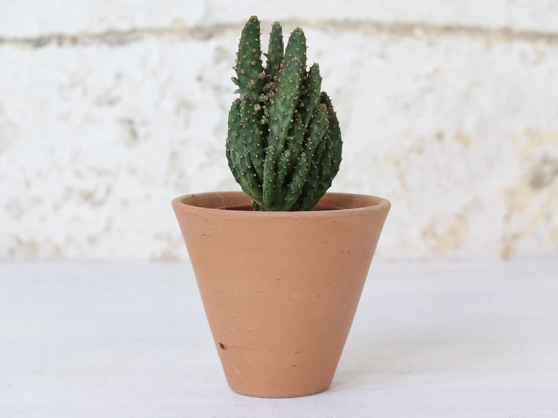 Mini Terracotta Plant Pots Set Of 5